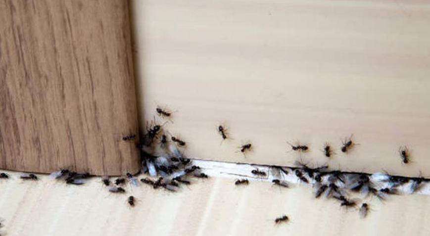 Karıncaları evden uzaklaştıran doğal yağlar Kokusu kaçırmaya yetiyor