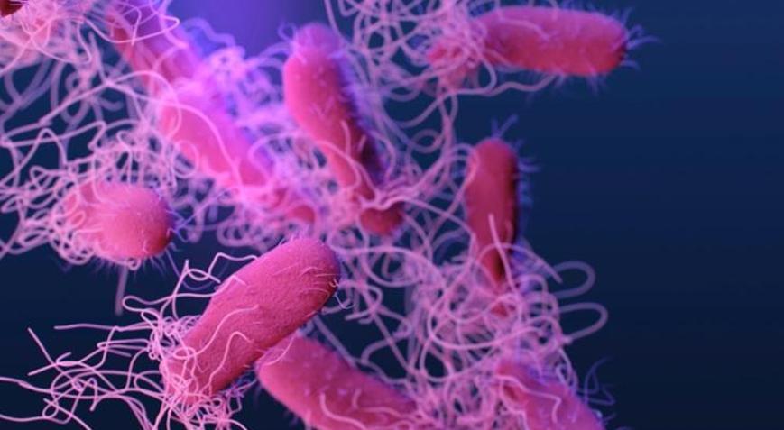 Salmonella nedir Gıda zehirlenmesine karşı aşı geliştiriliyor