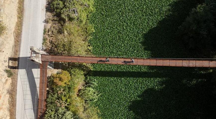 Su sümbülleri Asi Nehrini istila etti Görüntüleri hayran bırakıyor