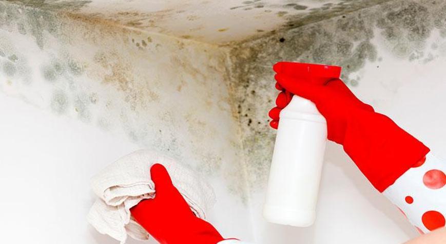 Kış gelmeden önleminizi alın Küfün kökünü kurutan doğal yöntemler