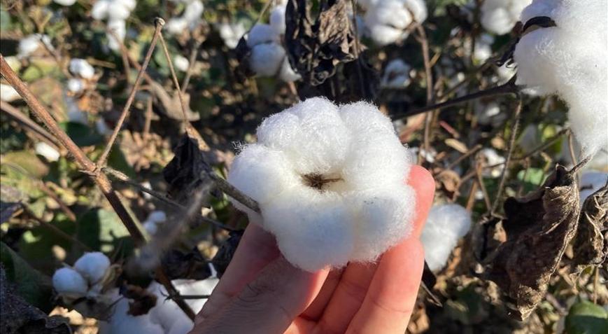 Antalyanın pamuğu kalitesiyle öne çıkıyor