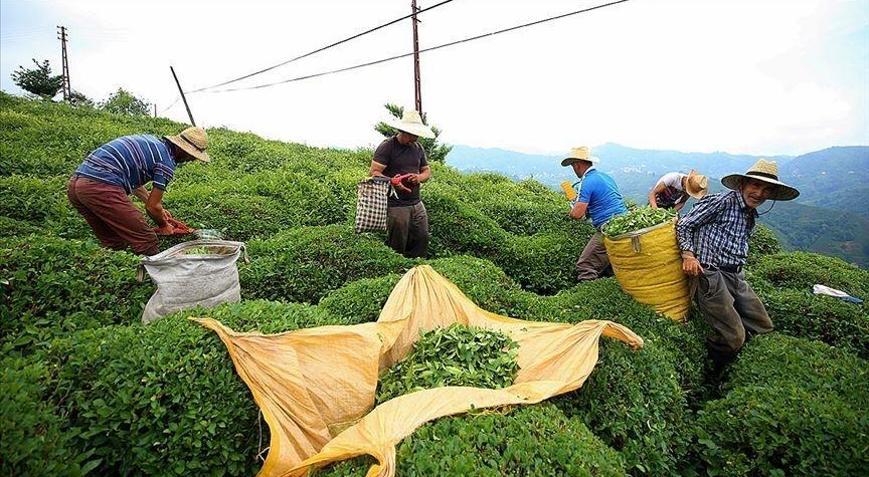 Türk çayı ihracatı 22 milyon doları aştı