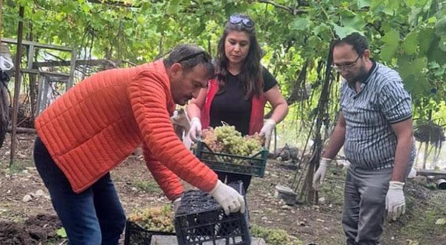 Muğlada yetkililer harekete geçti Yasaklı madde tespit edildi üzümler toplatıldı