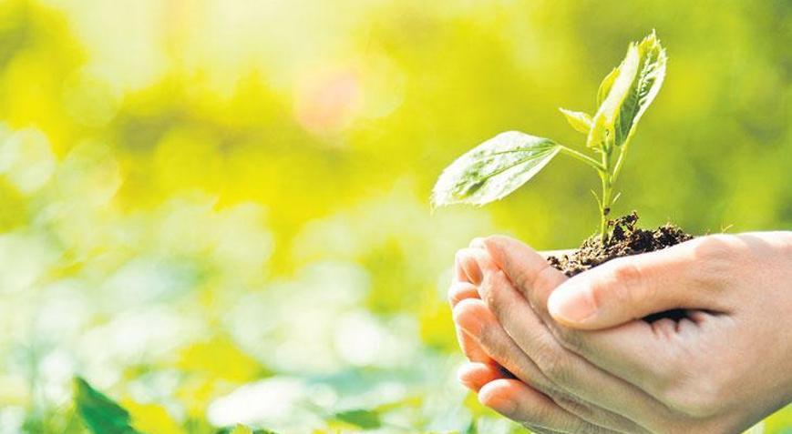 2.5 milyon ağaç tohumu doğayla buluşuyor