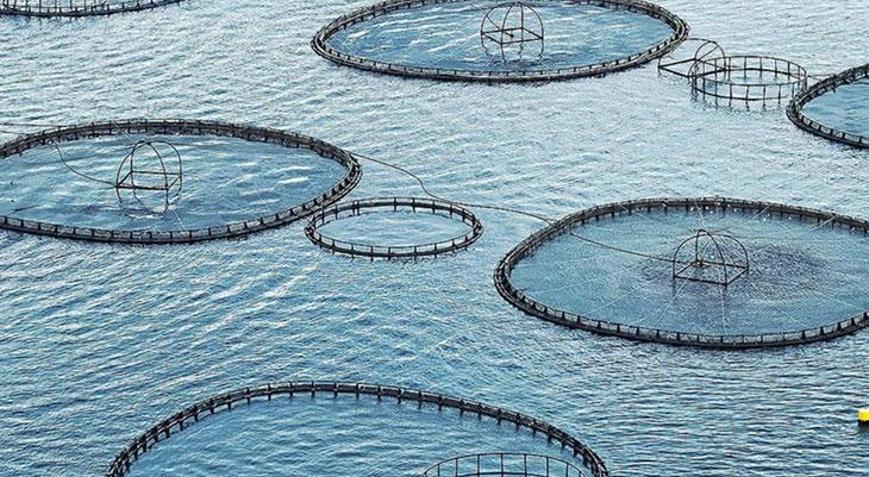 Muğladan 545 milyon dolarlık balık ihracatı yapıldı