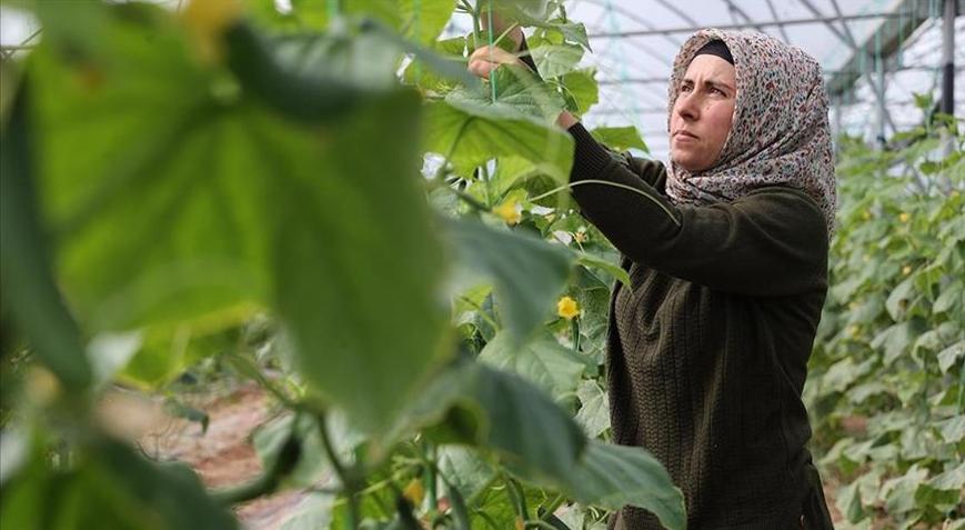 Kadın girişimci devlet desteğiyle kurduğu serada üretime katkı sağlıyor
