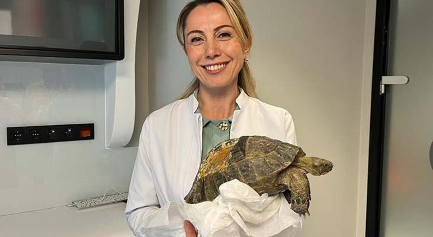 Kabuğu kırılan kaplumbağaya 3 boyutlu protez Roka hayata tutundu