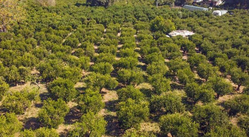 Bodrum mandalinasında rekolte beklentisi yüksek