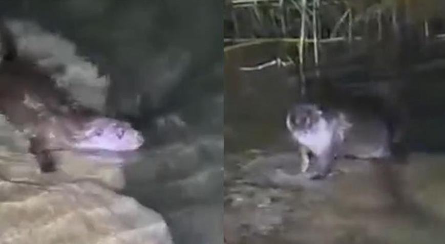 Soyu tükenme tehlikesi altında Fırat Nehrinde görüntülendi