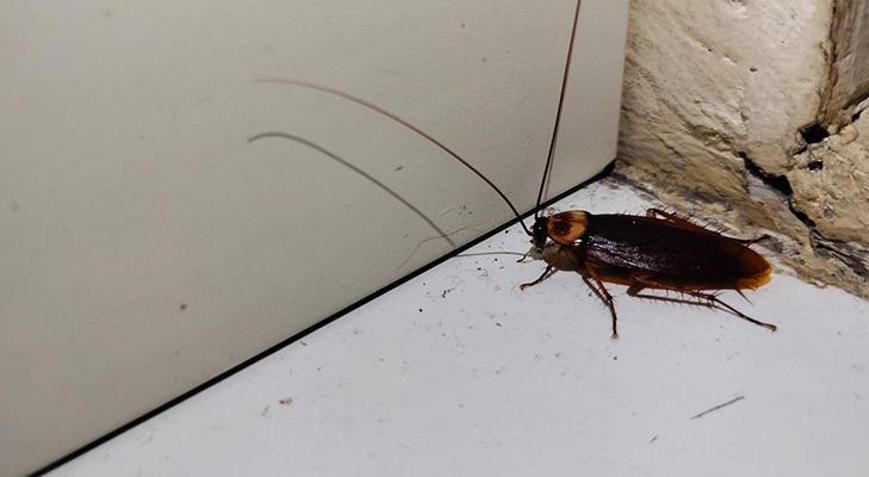 Hamam böceğini yakmak isterken evini ateşe verdi Komşusunun ölümüne neden oldu