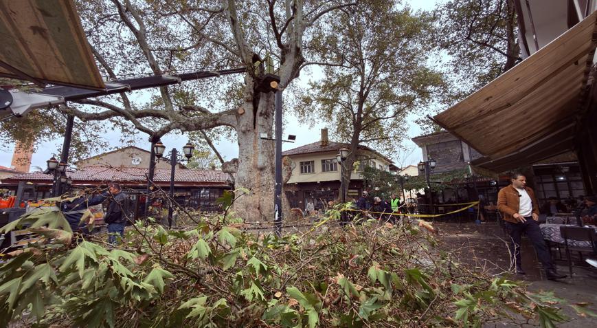 800 yıllık çınara bakım ve rehabilitasyon