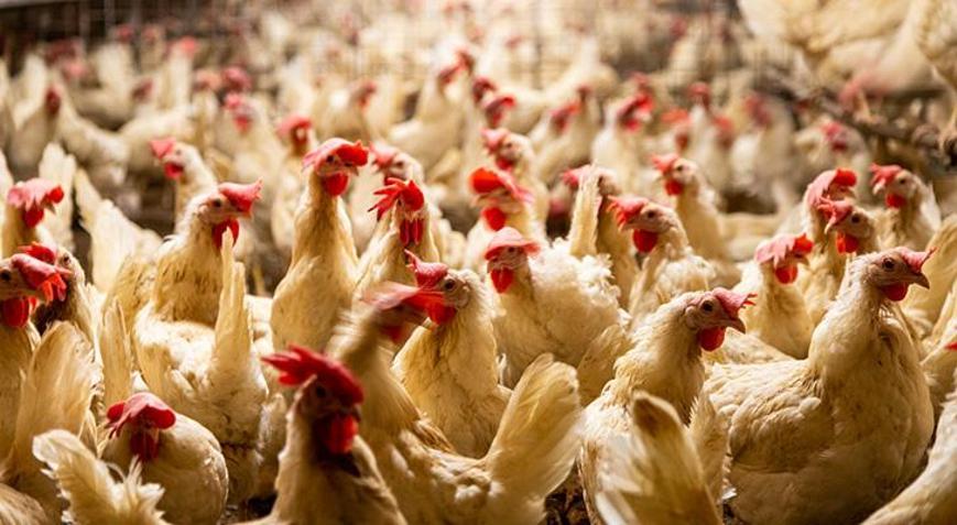 Kuş gribi alarmı Yaklaşık 460 bin tavuk itlaf edilecek