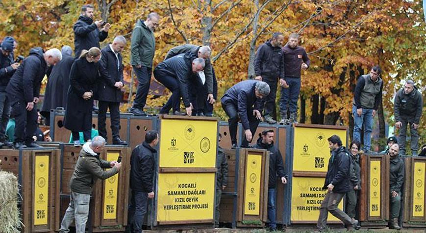 Görüntüler Kocaeliden 7 kızılgeyik daha doğaya bırakıldı