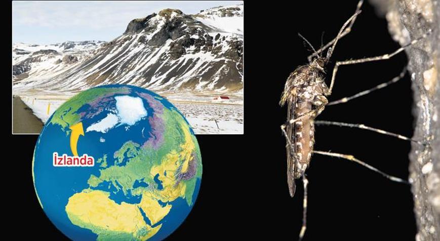 Sivrisinekten yeni ‘cephe’