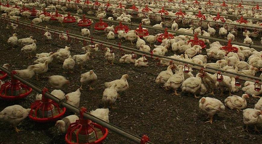 Almanya kuş gribi alarmında: 180 binden fazla kümes hayvanı itlaf edildi