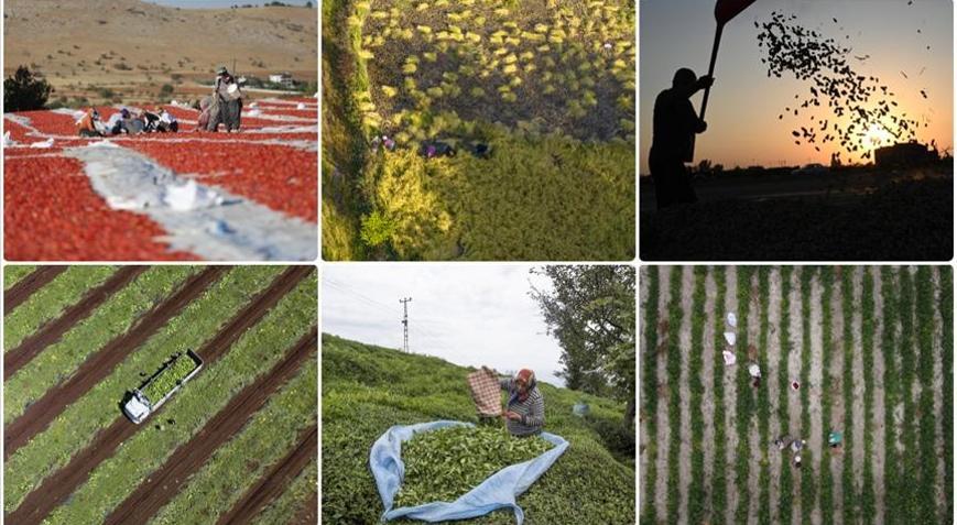 Tarım sayımına katılan çiftçi sayısı 2,7 milyonu aştı