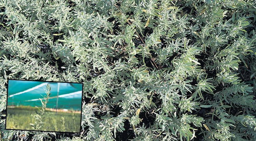 Kuraklık ve erozyona karşı ‘tuz çalısı’