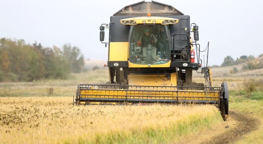 Türkiyenin çeltik ambarı olarak nitelenen Trakyada hasat tamamlandı