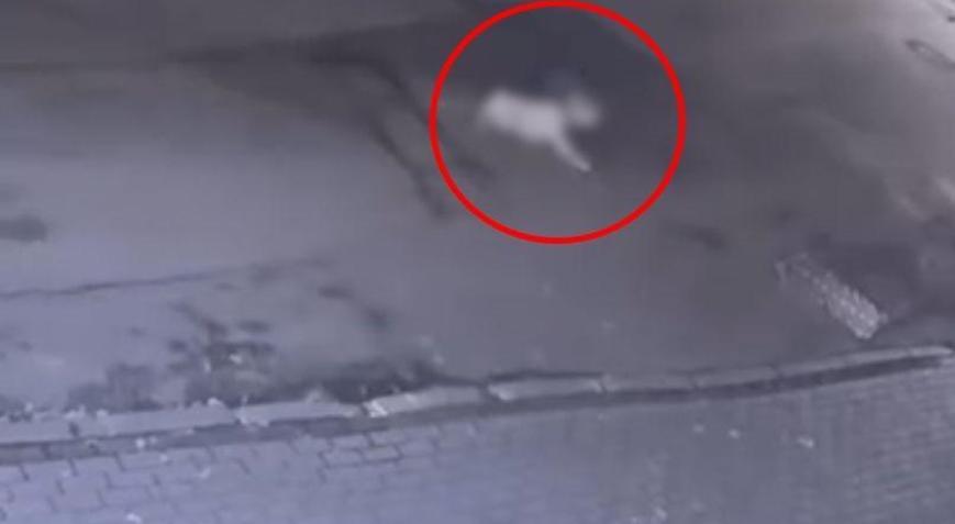Cipiyle, sahibinin gezdirmeye çıkardığı köpeğe çarpıp kaçtı; o anlar kamerada