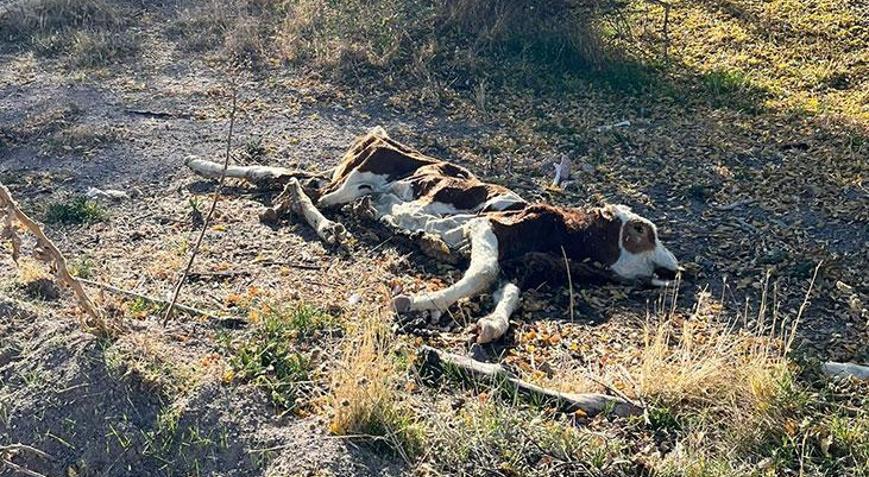 Gezintiye çıkan vatandaş boş arazide kadavraları gördü, hemen ekiplere haber verdi