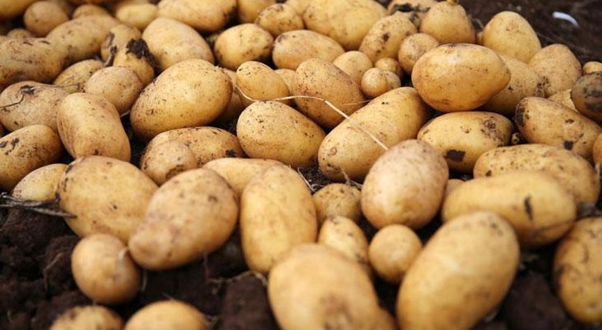 Ticaret Bakanlığından patates fiyatlarına ilişkin açıklama