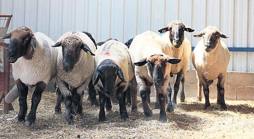 Ette ‘Balıkesir kuzusu’ oyunu