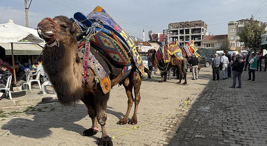 Çan’da 300 yıllık gelenek sürüyor Develer yeni sezon öncesi havut giydi