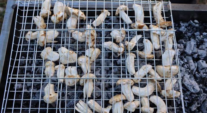 Kilosu etle yarışıyor: Japonların gözdesi sedir mantarı çıktı