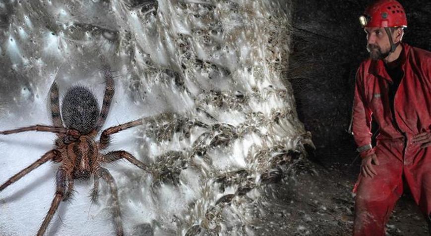 Binlerce örümceğin bu mağarada ne işi var Yemek kavgası yok: Aynı ağda yaşıyorlar