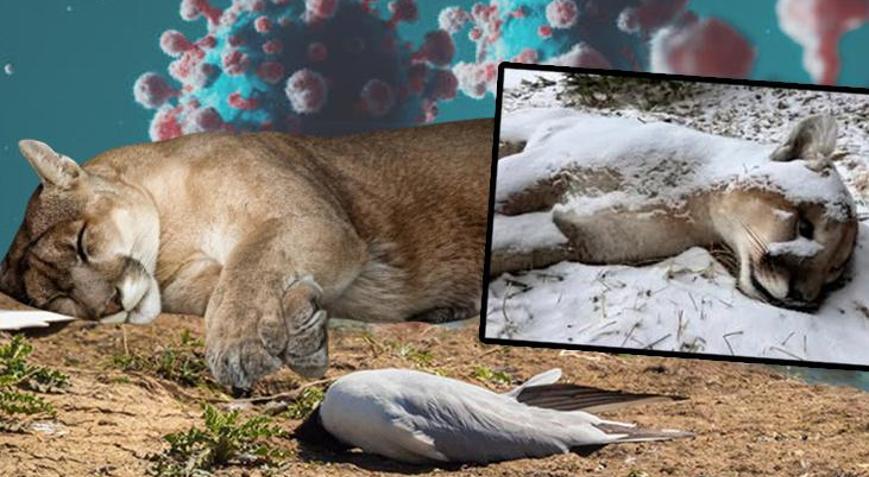 Kuş gribi kâbusu: Dağ aslanını öldürdü, sıra insanda mı Ajan gibi hücreye sızıyor