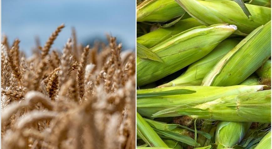 Arpa ve mısır ithalatında tarife kontenjanları değişti