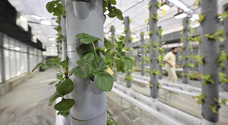 Topraksız dikey tarım uygulamaları enerjide geleceğe umut oluyor