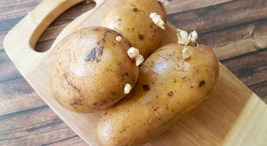 Patates çabucak filizleniyorsa çözümü çok basit Tarladan toplanmış gibi kalacak