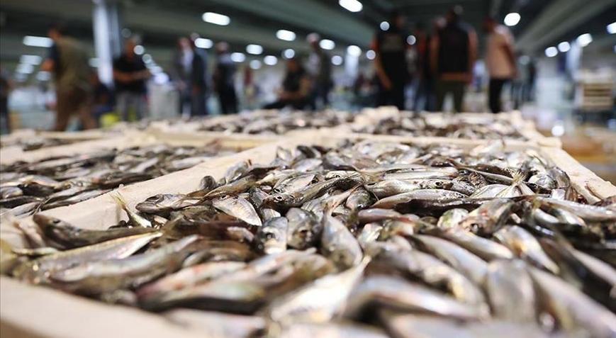 İstanbulda halde, 13 bin 923 ton balık satışa sunuldu