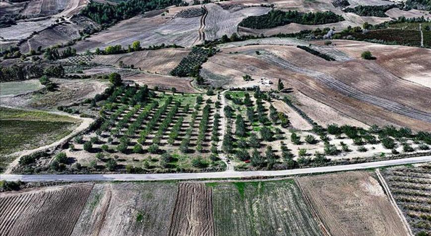 Kiraladığı çorak araziyi keçiboynuzuyla tarıma kazandırdı