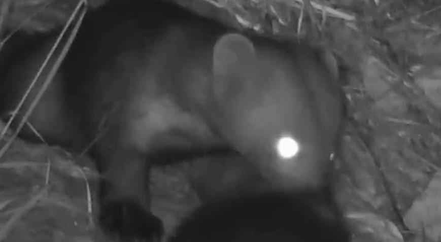 Hatayda birbirlerini temizleyen sansarlar görüntülendi