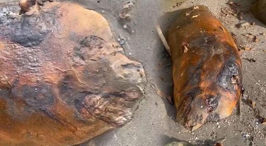 Yer: Tekirdağ Sahiline vuran gizemli deniz canlısı şaşkınlık yarattı