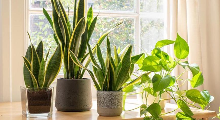 Bu bitkileri evinizde mutlaka bulundurun Küf oluşumunu engelliyor, havayı temizliyor