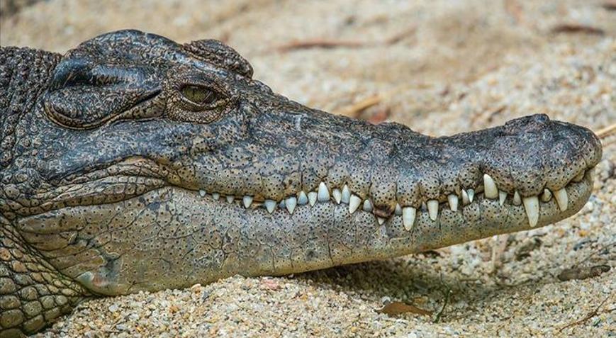 Soyu tükenmiş bir timsah türüne ait 55 milyon yıllık keşif