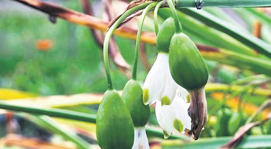 Aromatik ve tıbbi bitki için Hazine arazisi kiralanıyor