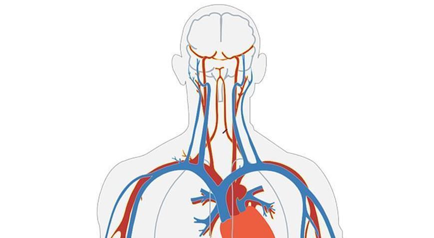 Damarlarda ilerleyerek belirli dokulara ilaç ulaştırabilen mikro robotlar test edildi