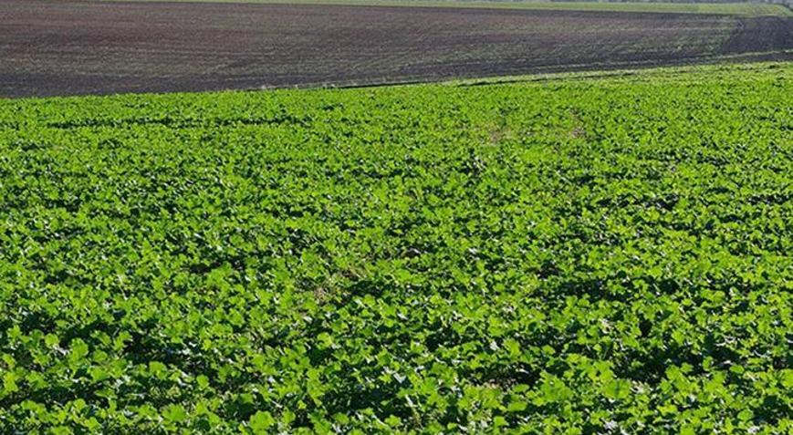 Son dönemdeki yağışlar kanola üreticisini sevindirdi