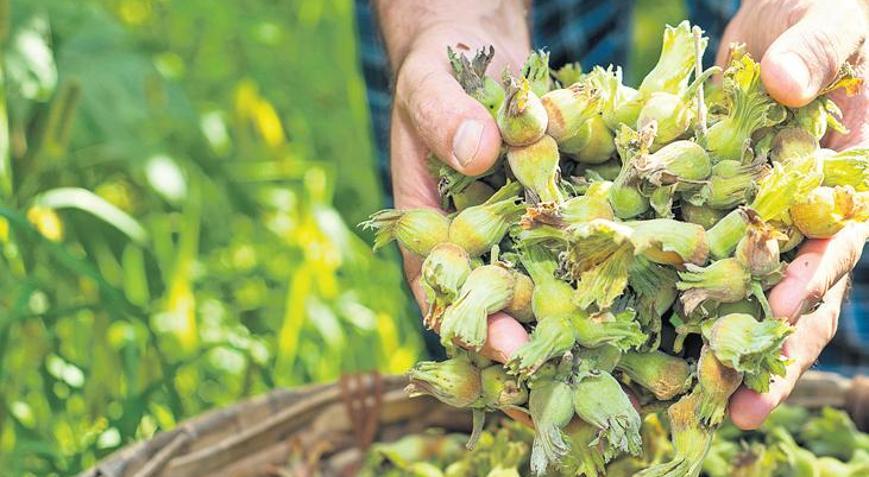 Rekabet Kurumu Başkanı Küle, Milliyet’e açıkladı: Fındığa rekabet dopingi, fiyata yapay zeka takibi