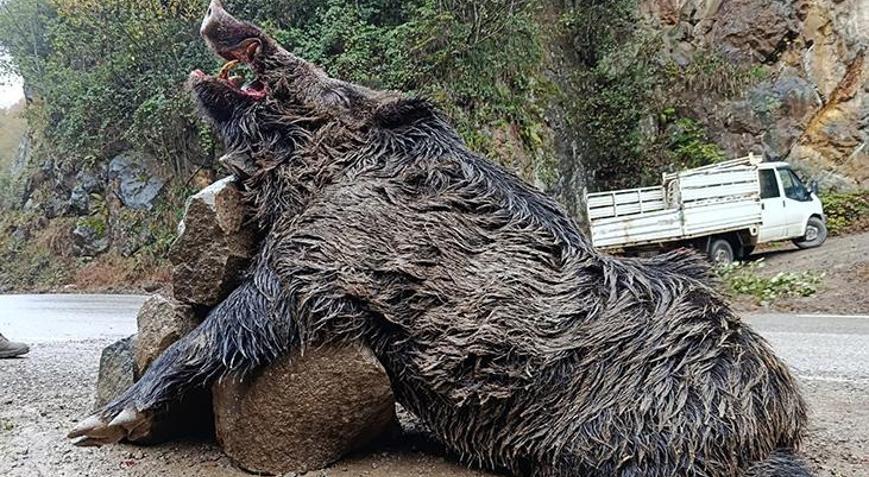 Dev avlandı 7 avcı peşindeydi, Trabzonda öldürüldü