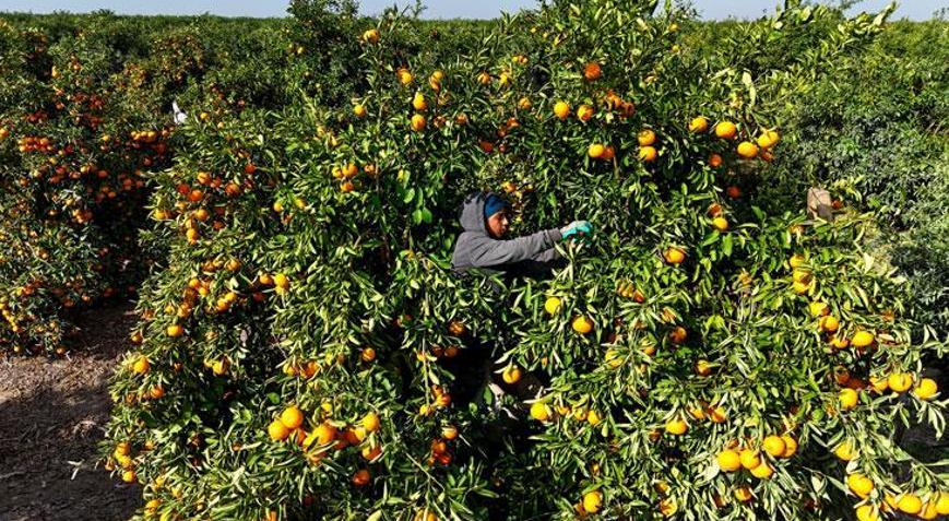 Mandalina dalında kaldı: Kilosu 3 liraya kadar geriledi