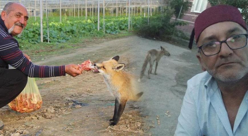 Küs kardeşlerin sıra dışı tilki rekabeti Biri mangal partisi yaptı, diğeri pasta: Konuşmasak da kardeş atılmaz