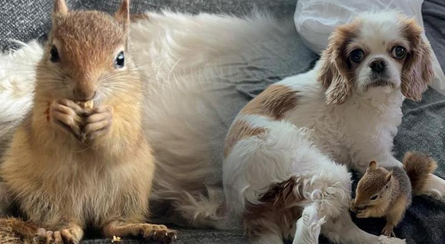 Batmanda yasa dışı üretilen sincap yurt dışına gönderilecek