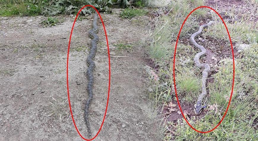 Yer: Afyonkarahisar Metrelerce uzunluktaki zehirli yılan dehşete düşürdü