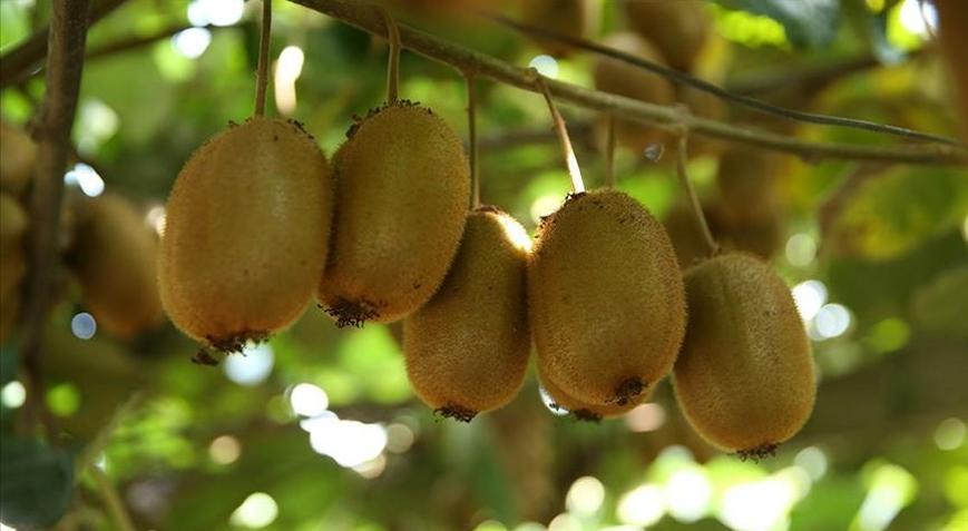 Ordu kivisinde hasat sürüyor: 500 milyon TL kazanç hedefleniyor