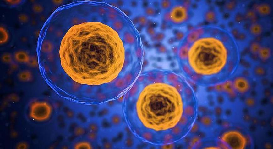 Bilim insanlarını hayrete düşüren deney Yaşlanmayı durdurmak mümkün olabilir